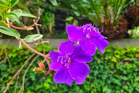 花园里开花的紫色花枝。