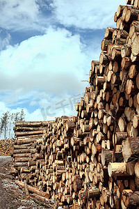 伐木业砍伐的森林松树原木树干
