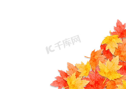 感恩秋天摄影照片_在白色背景下孤立的秋季森林概念中的红叶框架。