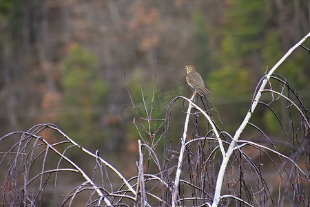 春天到冬天摄影照片_树上的鸟。