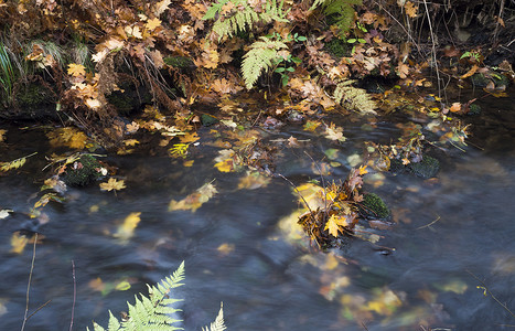 捷克共和国 luzicke hory lusitian 山秋季长时间曝光的魔法森林溪流，有石头、苔藓、蕨类植物和五颜六色的落叶和树木