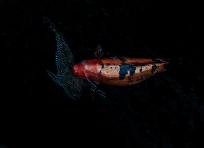 锦鲤鱼或锦鲤鱼在鱼塘背景中游泳，日本鱼种，许多彩色图案，