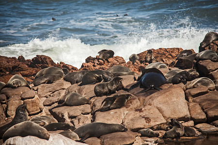 小海豹摄影照片_岩石上的海角海豹 Arctocephalus pusillus 11689