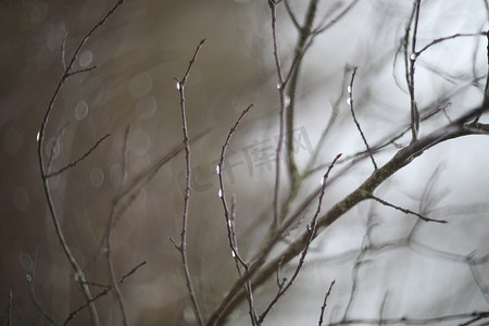 美丽的自然背景和质地、早春或秋雨落在光秃的树枝上、新鲜和清洁的概念