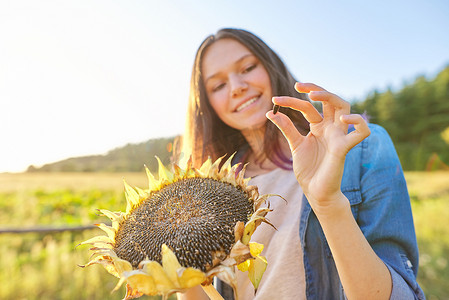 有成熟向日葵植物的少女，女性展示成熟的黑种子