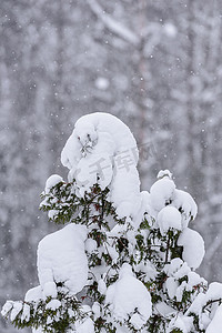 大雪蓝色摄影照片_在拉普兰的冬季，树上覆盖着大雪