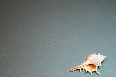 浅白色和棕色的小海壳，浮雕蓝绿色背景上有刺，特写在图像的右下角
