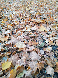 秋天的黄叶在地上的公园里