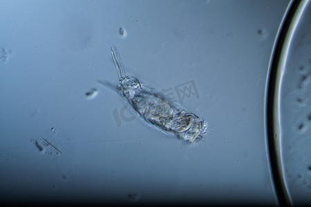 轮虫作为水滴中的微型浮游生物