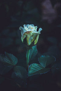 花园玫瑰，白玫瑰，花园玫瑰，孟加拉花园玫瑰