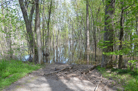 洪水泛滥的森林中有树木、树枝和小路的水