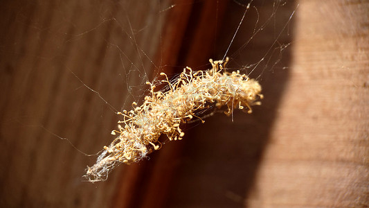 网上挂着一个干燥的金色包裹，里面有一只幼虫