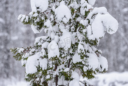 大雪蓝色摄影照片_在拉普兰的冬季，树上覆盖着大雪