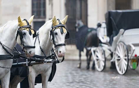 维也纳 stefansplatz 上的马匹和马车。