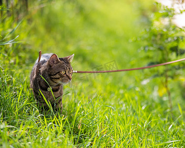 灰色条纹的猫在户外的绿草上牵着皮带行走。