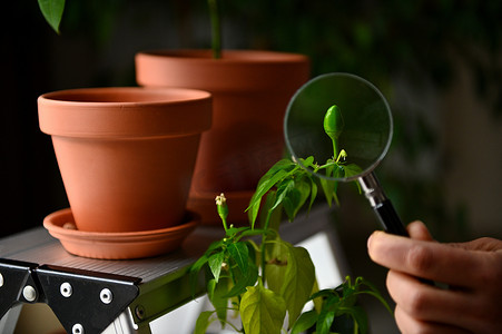 放大镜种植摄影照片_在房子阳台上的陶罐背景下，通过放大镜观察正在成熟的胡椒果实