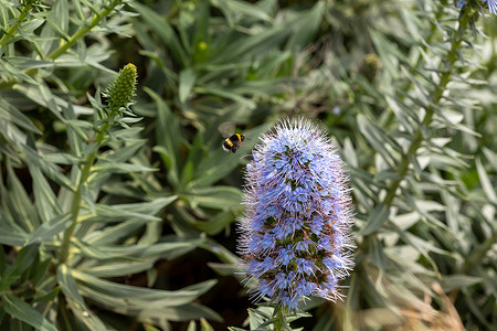 葡萄牙马德拉紫色蓝蓟花和大黄蜂的特写