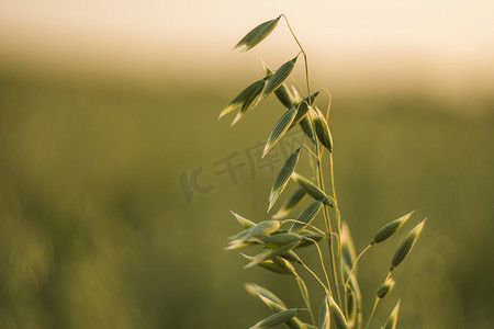 在阳光明媚的日子里，在田间生长的小麦绿色燕麦耳朵上特写。