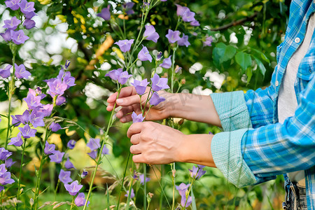 紫花风铃摄影照片_花园里盛开的紫铃风铃，女人的手摸着花