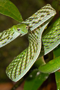 苏雨摄影照片_斯里兰卡辛哈拉加国家公园雨林中的绿藤蛇