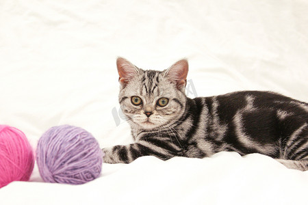 条纹猫在白色床上玩着粉红色和紫色的线团。