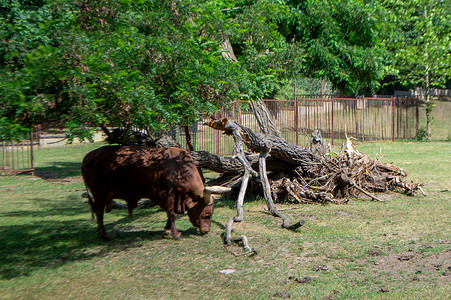 一头长着大角的棕色母牛正在吃草。