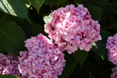 关闭一朵桃红色八仙花属花的照片。