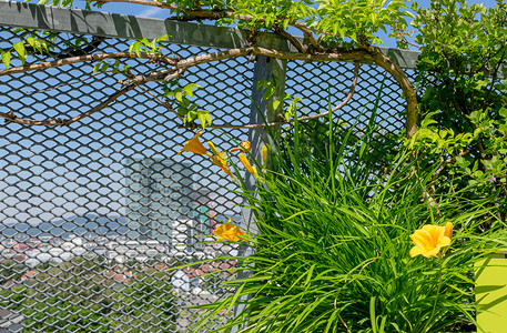 栅栏藤摄影照片_维也纳露台扶手上生长的蜂鸟藤（Campsis radicans）和黄色黄花菜（Hemerocallis sp.）的细节