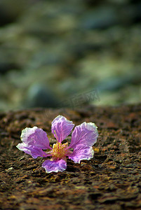 皇后花的粉红色落在红土石地板上