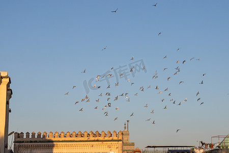 Bab Bou Jeloud 门（蓝门）-非斯，摩洛哥日落，鸽子在上面飞翔