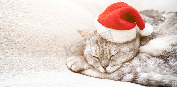 戴着红色圣诞帽的苏格兰直圣诞猫睡在白色毯子上。