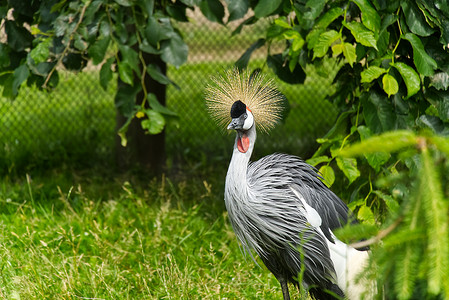 灰冠鹤或 balearica regulorum gibericeps。