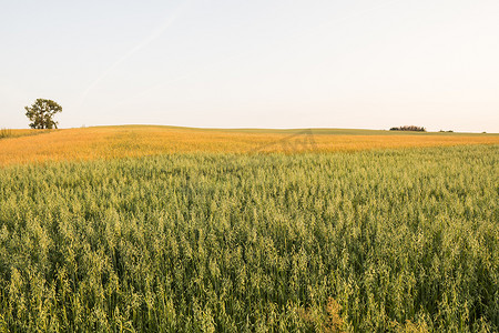 绿色农场摄影照片_小麦的绿色燕麦耳朵在阳光明媚的日子里生长在田间。