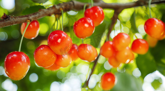 雷尼尔樱桃收获园种植果枝甜樱桃挂浆果树。