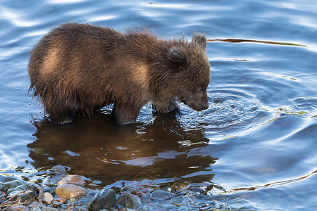 饥饿的堪察加棕熊幼崽在河中捕鱼，在产卵期间在水中寻找红鲑鱼