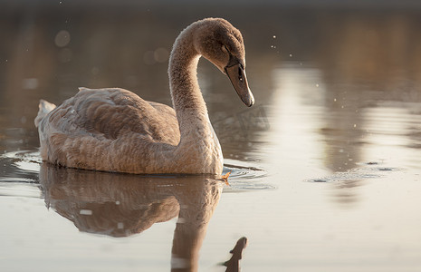 天鹅在日落时在湖上游泳