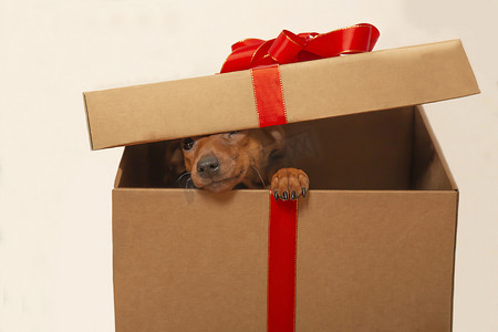一只好奇的小狗坐在礼品盒里，把鼻子从盒子里探出来。