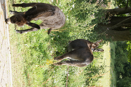 两只驴，母亲和孩子，在阳光下茂密的草原上的树下吃草
