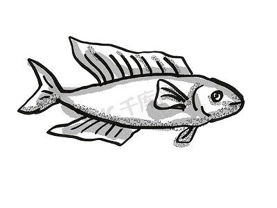 手绘卡通线条画摄影照片_Butterfish New Zealand Fish 卡通复古画