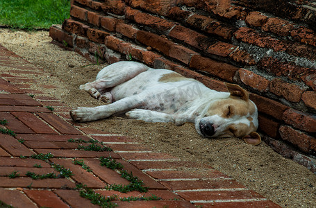 狗在睡觉摄影照片_一只狗在 Wat Phra Si Sanphet 的沙地上舒适地睡觉。