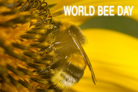 在阳光明媚的日子里，一只大条纹蜜蜂的特写是在一朵黄色的花上采集蜂蜜。