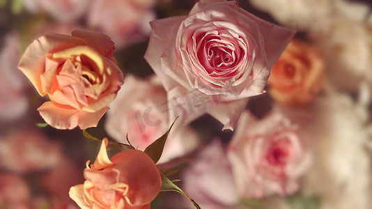 大量柔和的玫瑰、织物、纺织品、纸张和花卉植物壁纸的模板
