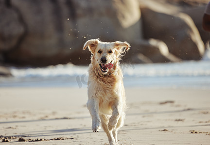 精力充沛，在沙​​滩上跑步和遛狗，自由和在沙滩上玩耍，在大自然中充满好奇和乐趣。