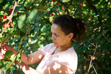 拉丁美洲美女，生态农场工人，在生态果园采摘成熟的有机樱桃