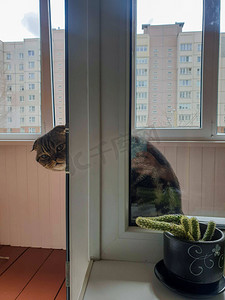 一只表情严肃的猫在窗后