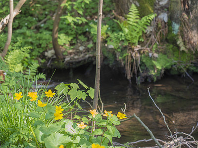 盛开黄色沼泽万寿菊的森林溪流，带绿色蕨类植物的散景背景，春天的午后，有选择的焦点