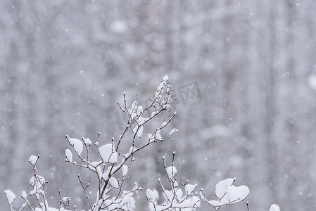 树枝上覆盖着大雪和恶劣的天气我