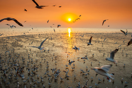 剪影海鸥在日落背景下飞翔