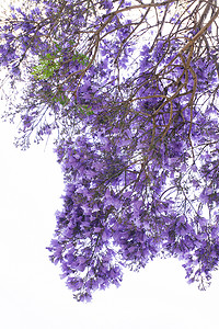 紫色大花的蓝花楹树枝
