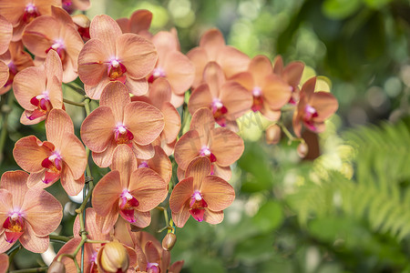 橙色蝴蝶兰兰花开花在庭院里